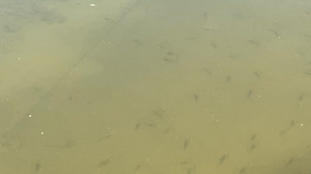 Minnows of the Humber River 39