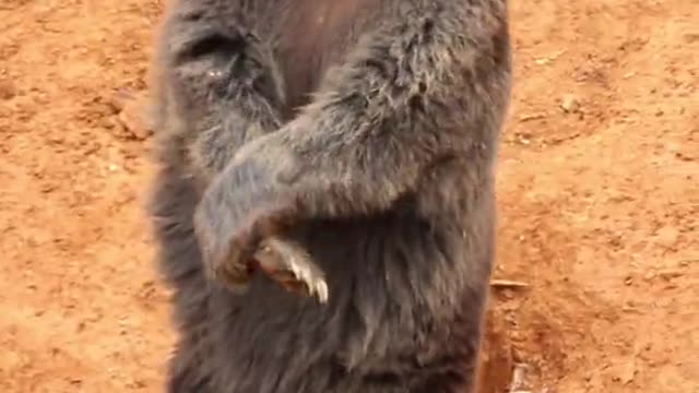 Such a good little bear