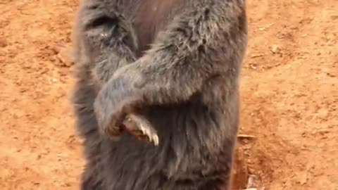 Such a good little bear