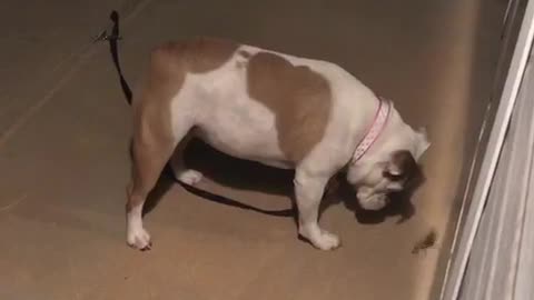 Bulldog vs Praying Mantis