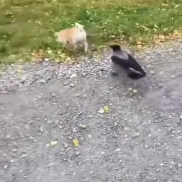 ny videos amazing dogs and cats making people laugh 2022 #shorts