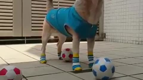 funny dog, best short clip ever