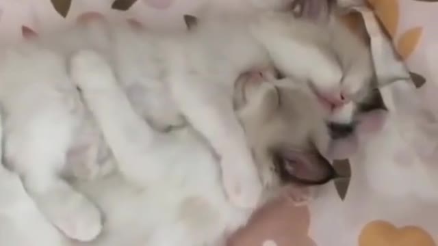 best of cute cat -- videos _ cute pet care _shorts