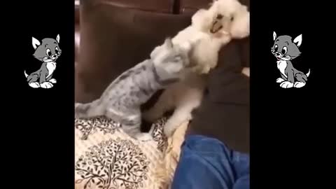 VIDEOS DIVERTIDOS DE PERROS Y GATOS