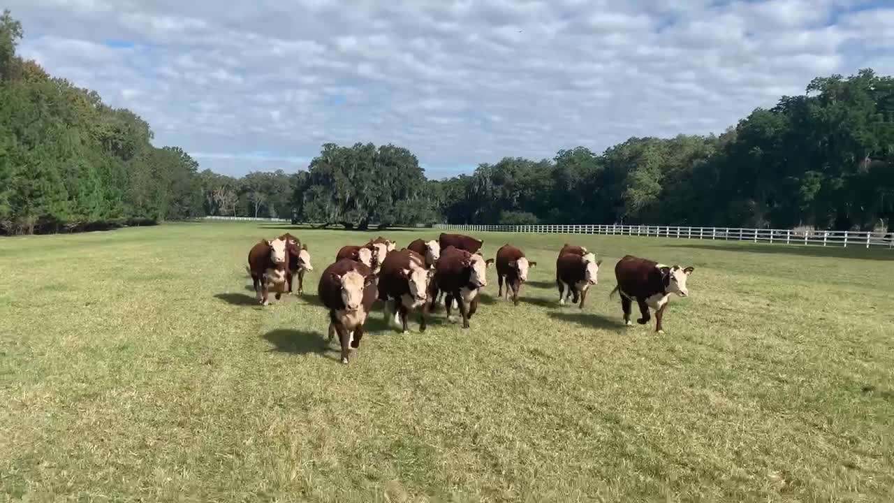 Lin Wood-The Motley Moos . . . Rolling, rolling, rolling.