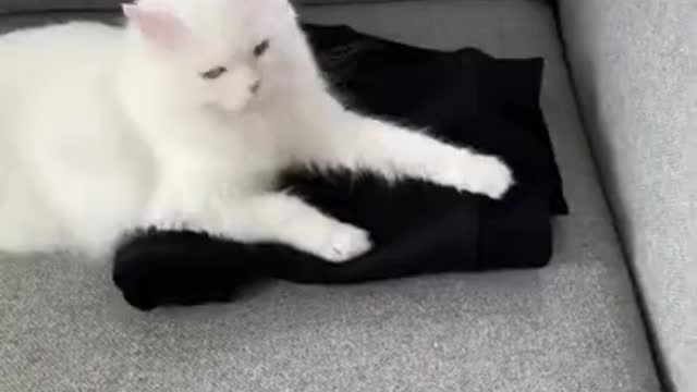 Funniest Cats 😹 - Don't try to hold back Laughter 😂 - Funny Cats Life