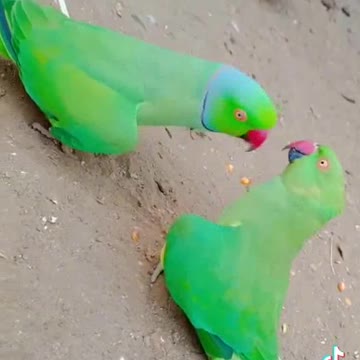 Parrot funny love 💕