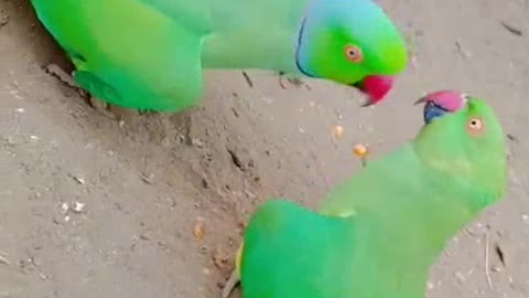 Parrot funny love 💕