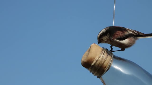 Small Bird Perched
