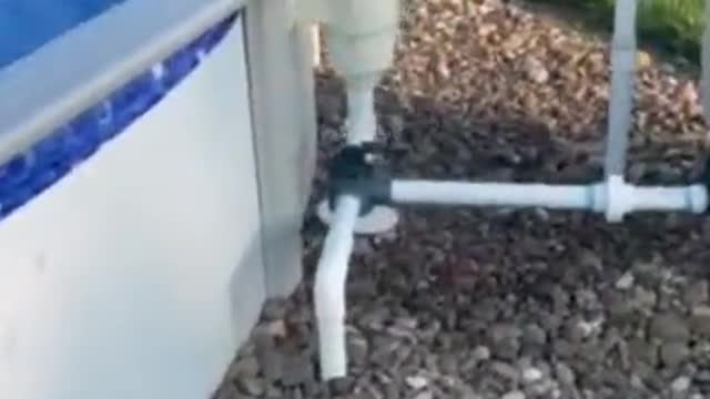 Clever puppy uses filter to exit swimming pol