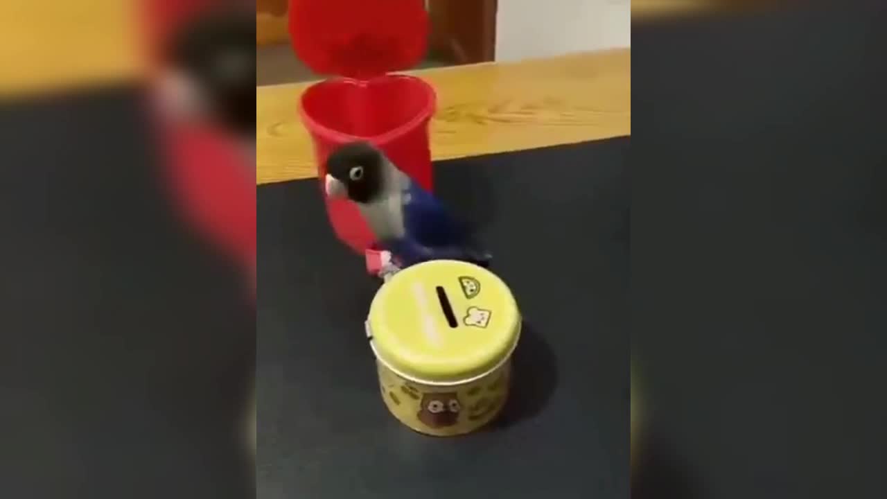 Very smart parrot !!!