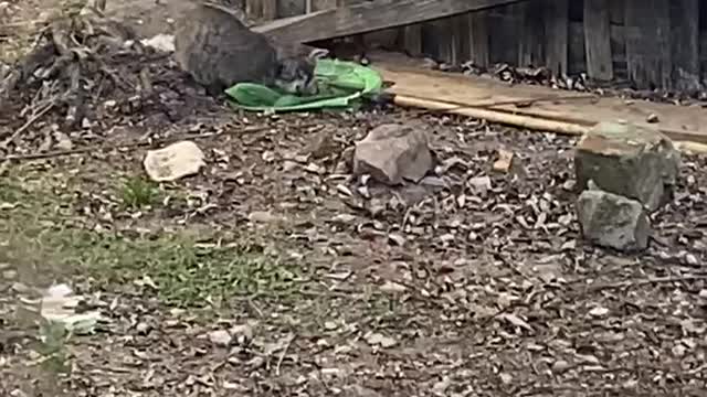 Baby cat playing with mouse