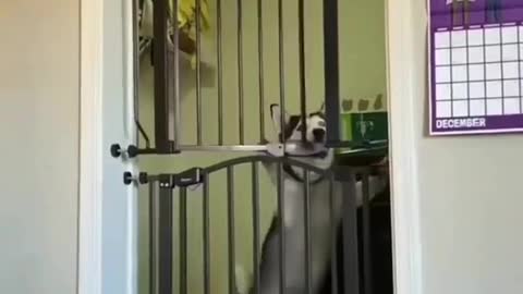 Pets funny dog