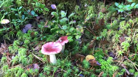 Stunning Pink Fairy Mushroom Discovered During Hike