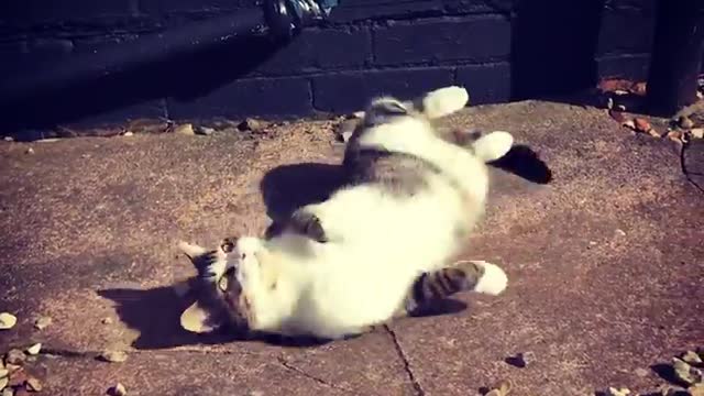 Cat Harry’s first day outside in the new house. Safe to say he’s a happy boy 😊