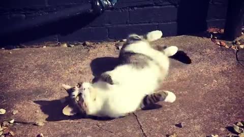 Cat Harry’s first day outside in the new house. Safe to say he’s a happy boy 😊