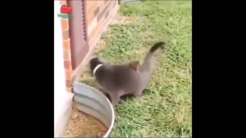 Cute and funny cat videos, funny compilation