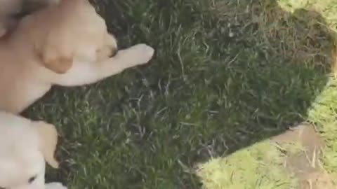 Funny Cats and Dogs Cute animals