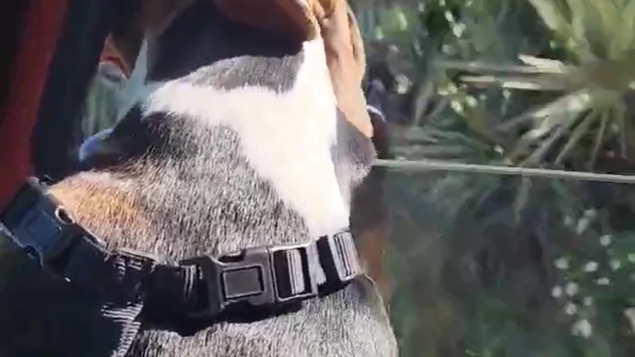 Have a wonderful day from Bo and Angie#lovedogs #beagleslife #beagletales #shorts