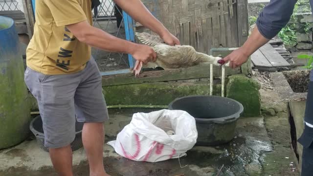 slaughter the duck for cooking, of course it's tasty