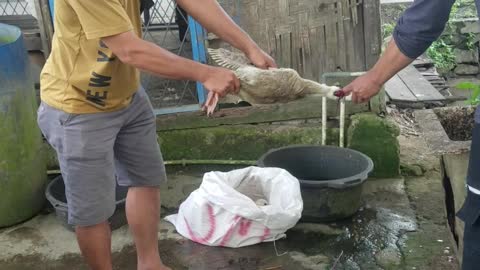 slaughter the duck for cooking, of course it's tasty