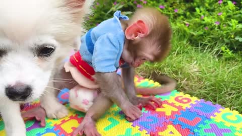 Super monkey and dog trainer HD video