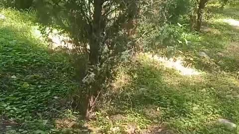 The breeze stirred the leaves