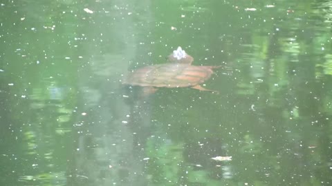 Curious sea turtle swims up to camera to take a bite