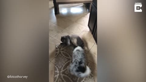 Fat Cat Gets Annoyed With Dog
