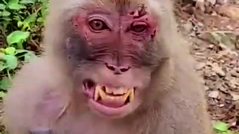 Funny monkey