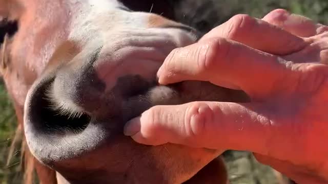 Colt loves lip massage