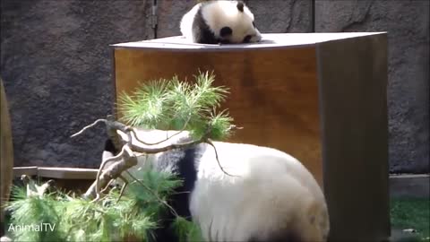 Cute Pand Playing . Panda playing with friends