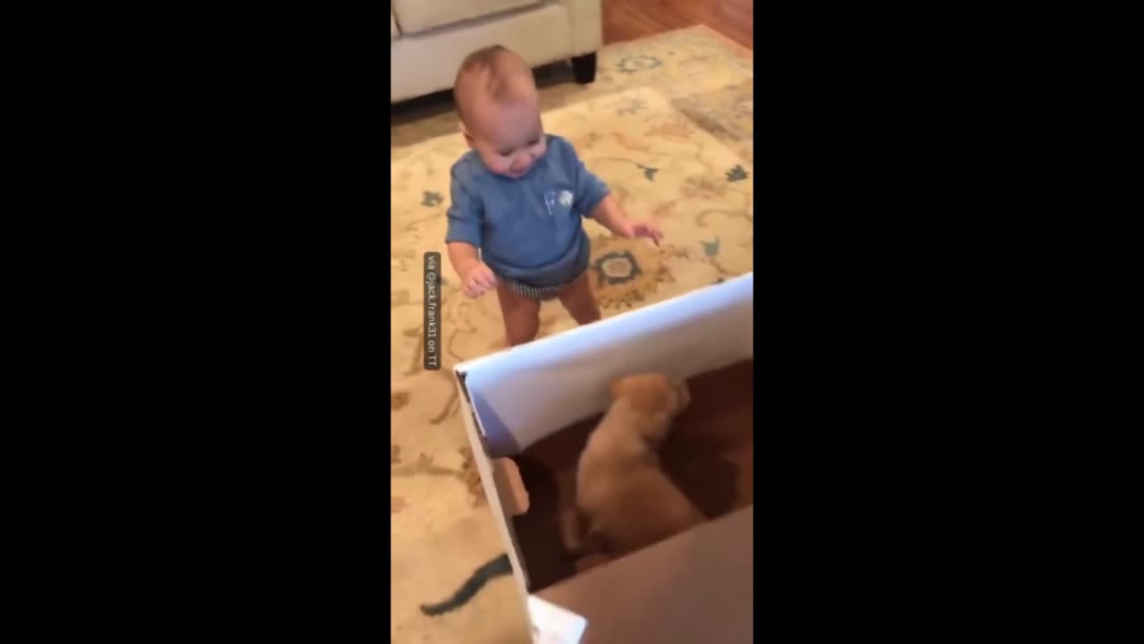 A new best friend is the best gift 🎁🎁, funny video, funny, animal video, cute animals