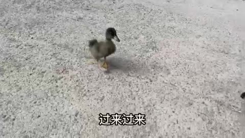 duck falling into pond