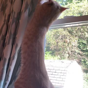 My Cat gets stuck on window blinds