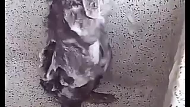 Rat bathing funny video😂😂