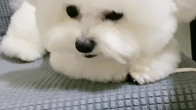 It's said that it's a puppy that deceives people, but a puppy won't deceive people
