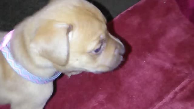 I'm Soo vicious #1