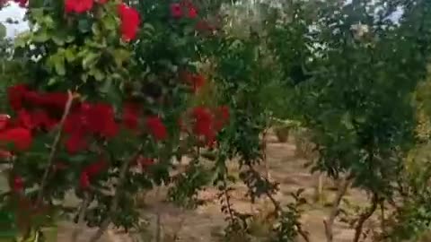 The land is equipped with green leaves