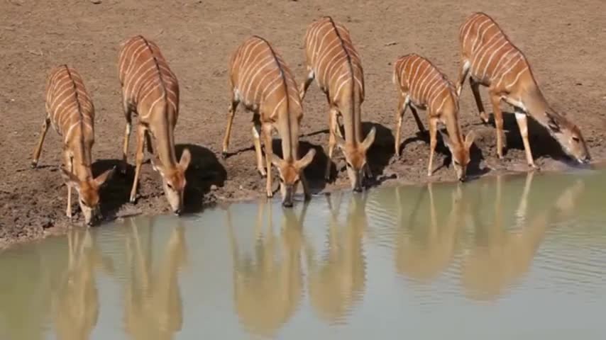 ANTELOPE Animals for No Stress Watch Animals to Relieve Stress and Anxiety