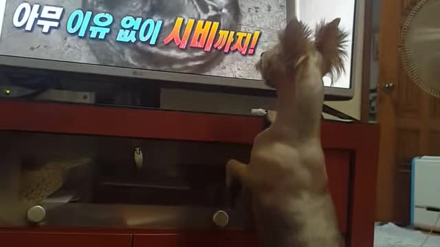 dog watching tv