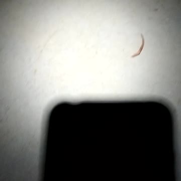 Spider 🕷️🕸️