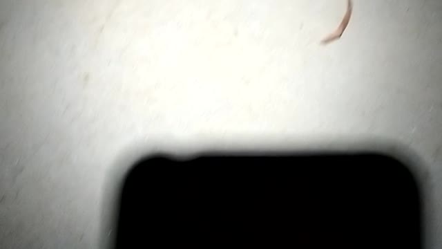 Spider 🕷️🕸️