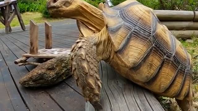 Will he manage to escape? - Tortoise escape