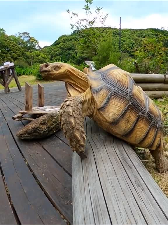 Will he manage to escape? - Tortoise escape