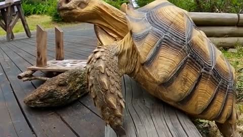 Will he manage to escape? - Tortoise escape