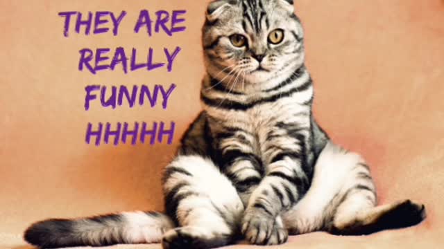 cats are so funny you Will die laughing funny cat compilation 🐱🐺