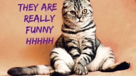 cats are so funny you Will die laughing funny cat compilation 🐱🐺