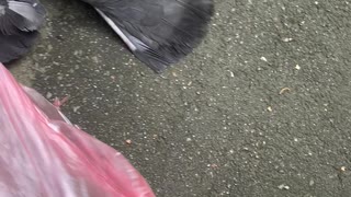 Bird Got Caught in Bag