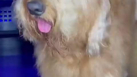 Dog spa day! #doggrooming #goldendoodle #tutorial